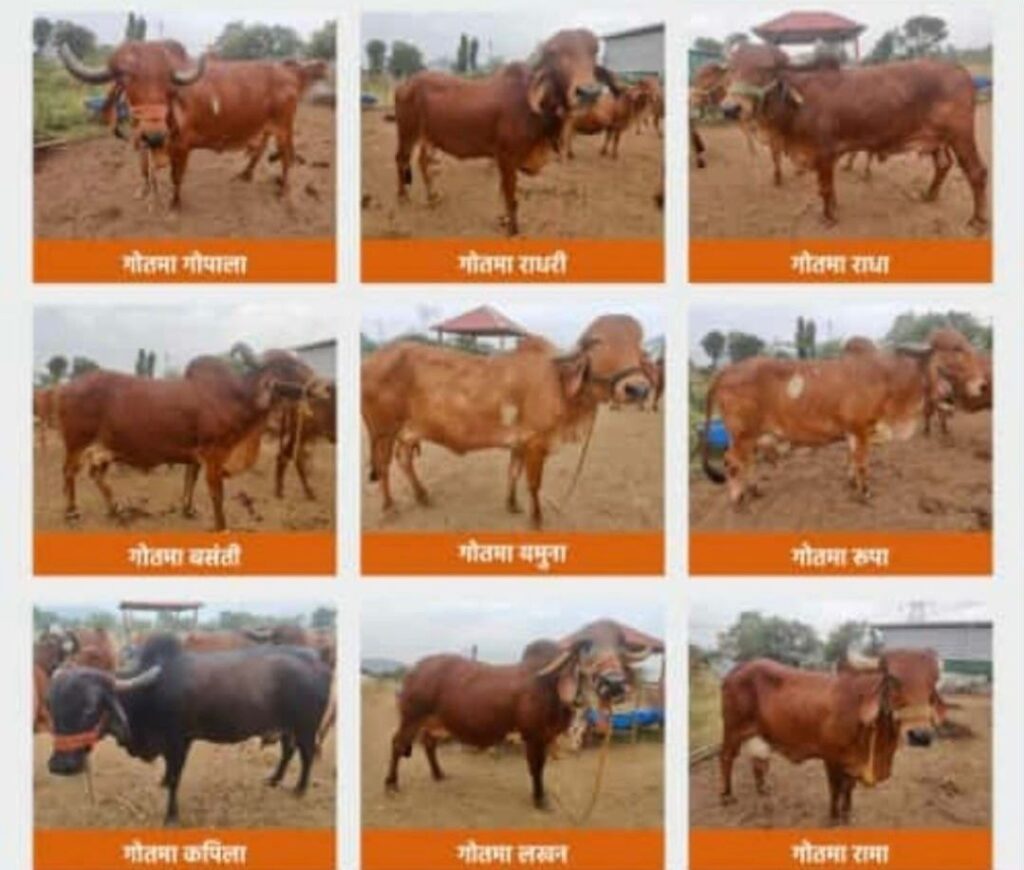 गुरु पूर्णिमा: चंद्रमा की शक्ति और देसी घी का अद्भुत संगम