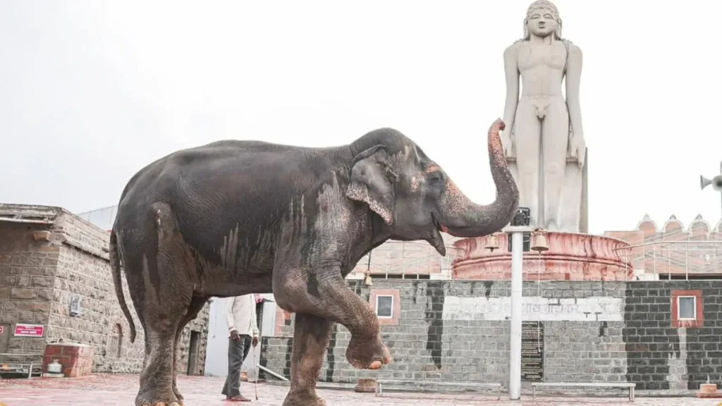महाराष्ट्र सरकार हथिनी महादेवी की कोल्हापुर वापसी के लिए हस्तक्षेप करेगी महाराष्ट्र सरकार हथिनी महादेवी की कोल्हापुर वापसी के लिए हस्तक्षेप करेगी