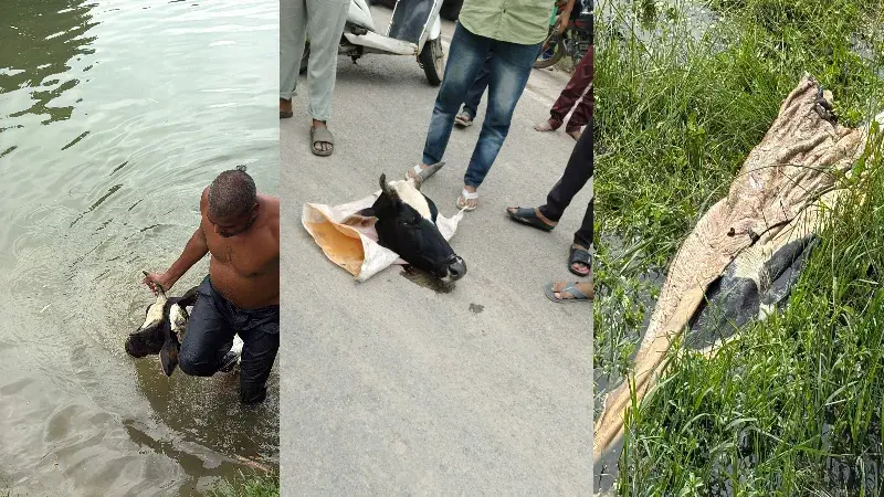 गाय की हत्या का सनसनीखेज मामला, ₹100 में गोमांस होम डिलीवरी का दावा – मोहम्मद इस्माइल समेत 2 गिरफ्तार रीवा में सड़क पर मिला गाय का कटा सिर, ₹100 में गोमांस होम डिलीवरी का दावा – मोहम्मद इस्माइल समेत 2 गिरफ्तार