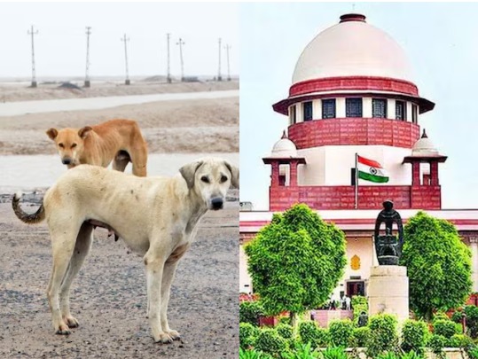आवारा कुत्तों के आतंक पर 7 नवंबर को SC का फ़ैसला
