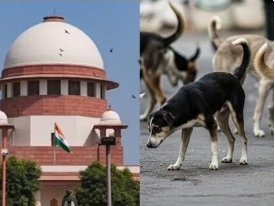 आवारा कुत्तों के हमले से देश की छवि ख़राब: SC की सख़्त टिप्पणी