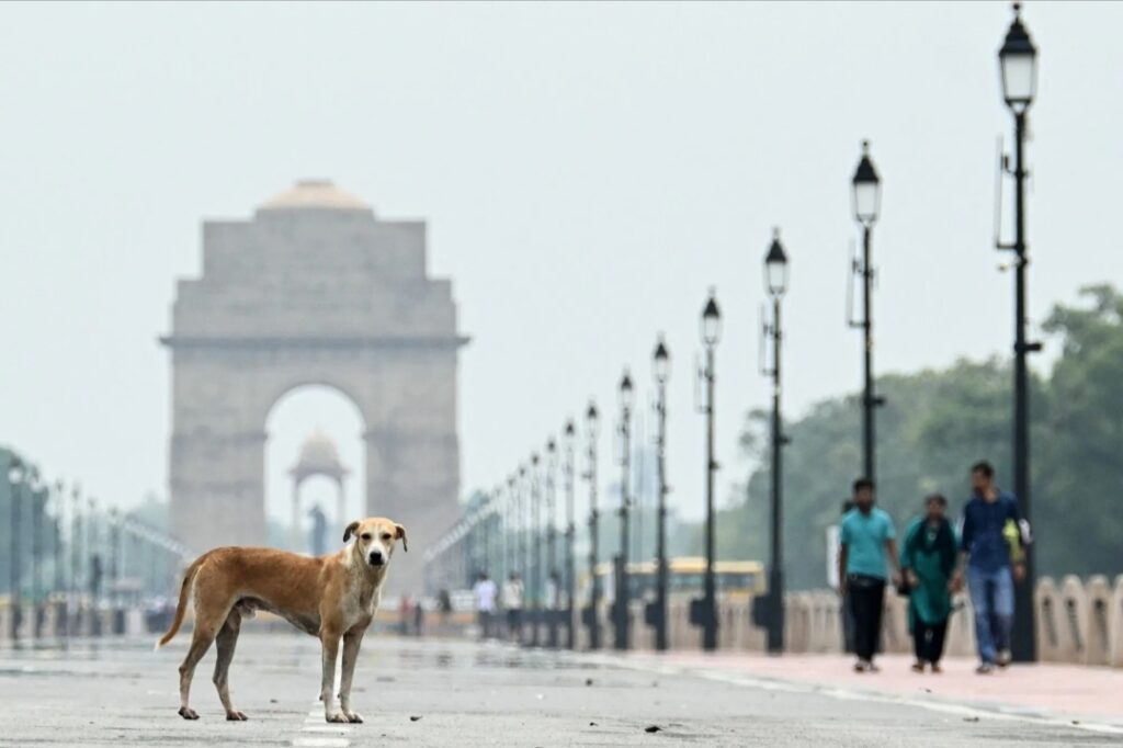 दिल्ली में आवारा कुत्तों की गणना का आदेश, शिक्षकों की ड्यूटी पर मचा बवाल