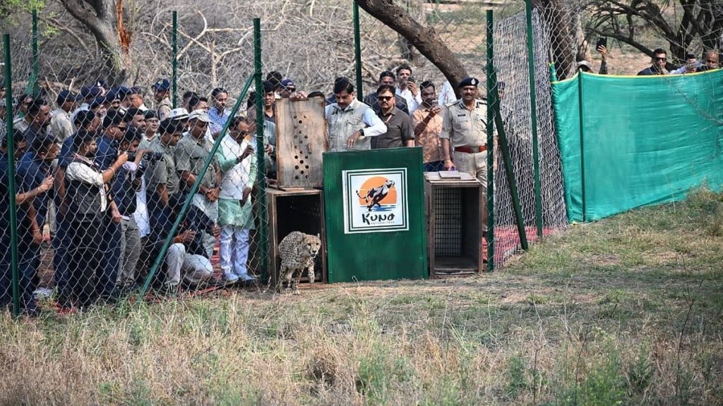 मध्य प्रदेश : कुनो नेशनल पार्क में छोड़ी गईं बोत्सवाना की दो मादा चीता मध्य प्रदेश : कुनो नेशनल पार्क में छोड़ी गईं बोत्सवाना की दो मादा चीता